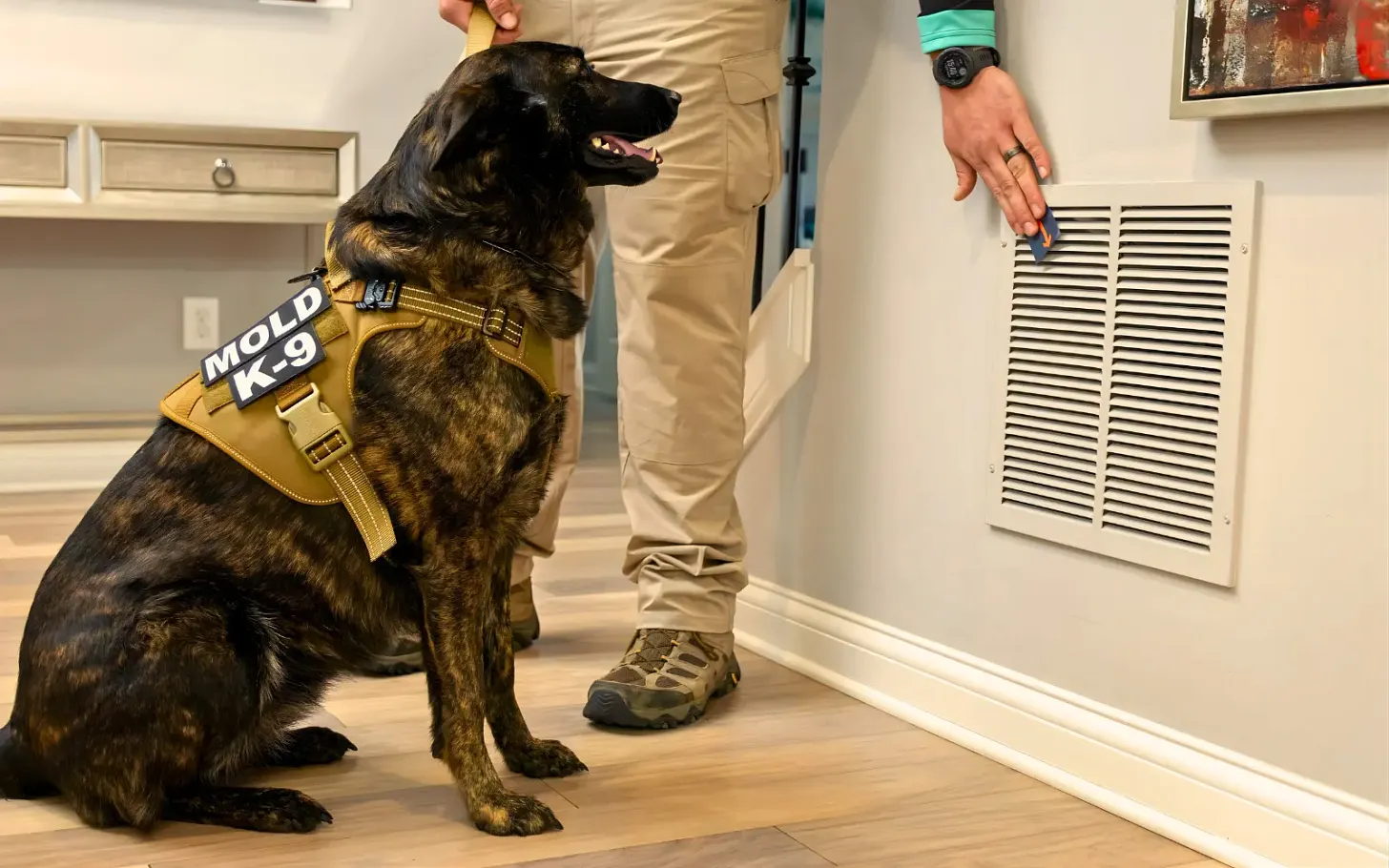 A mold detection dog wearing a MOLD K-9 harness sitting beside a wall vent during a home inspection